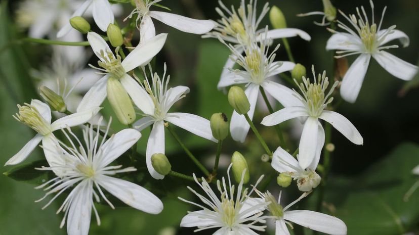 Sweet Autumn Clematis