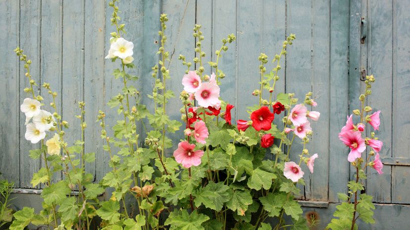 5 Hollyhock GettyImages-530317407