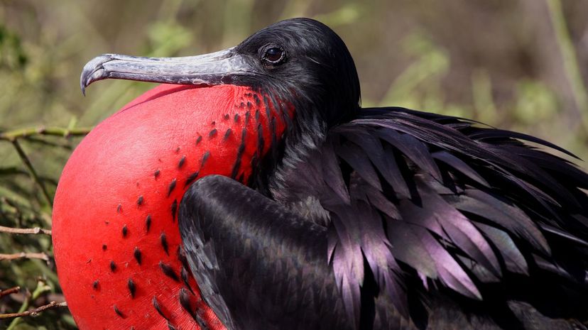 Magnificent frigatebird