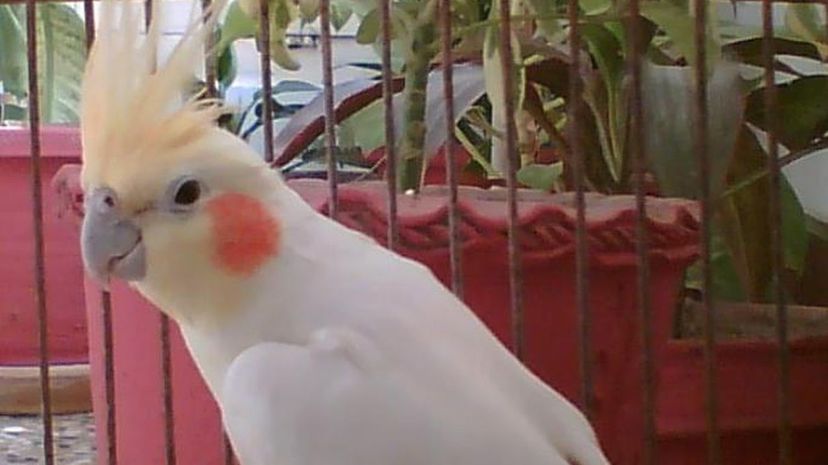 Cockatiel