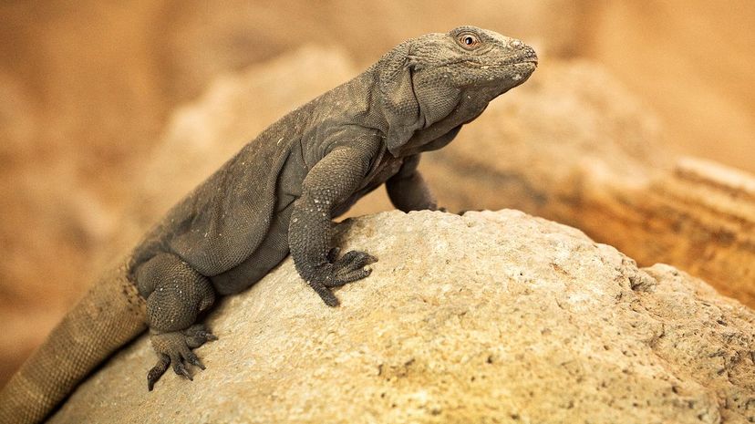 Chuckwalla