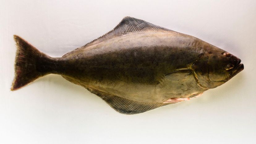 PACIFIC HALIBUT