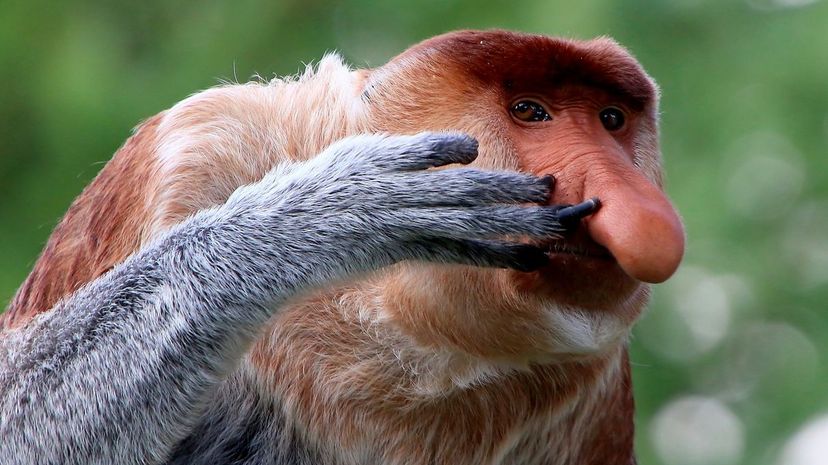 Nose-picking Proboscis Monkey