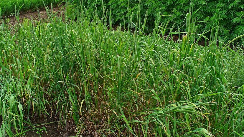 Timothy Grass