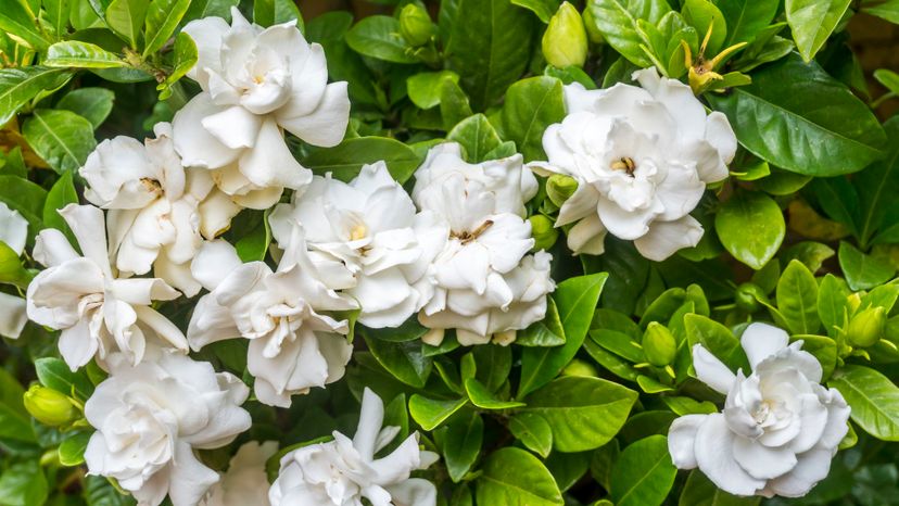 Gardenia