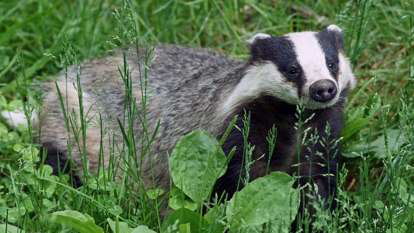 Eurasian Badger