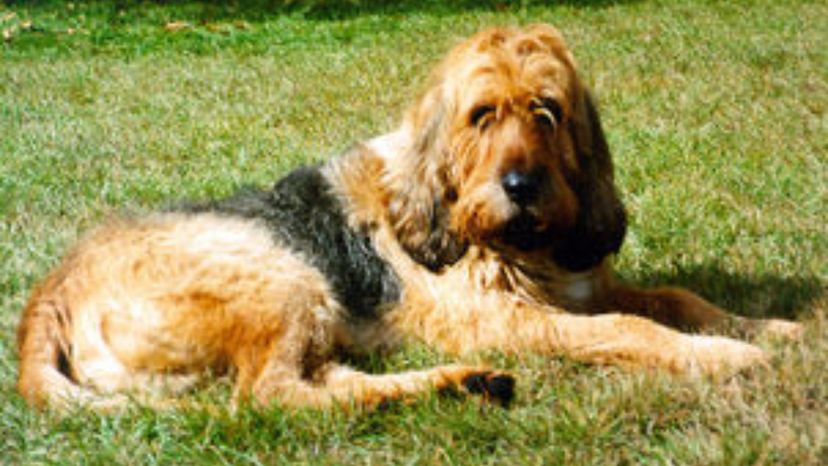 Otterhound