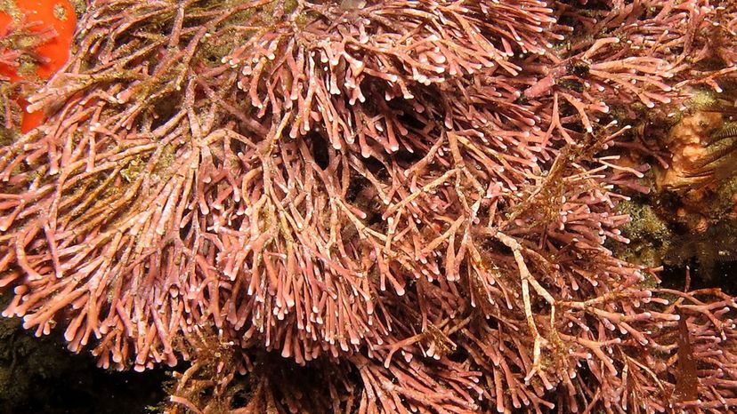 Coralline algae