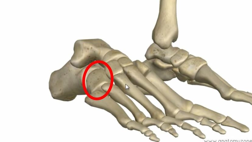 cuboid bone