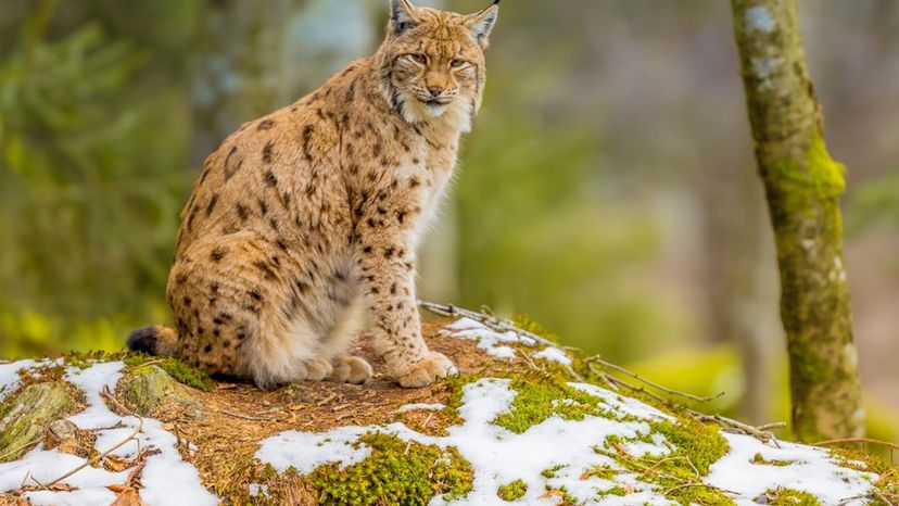 Lynx