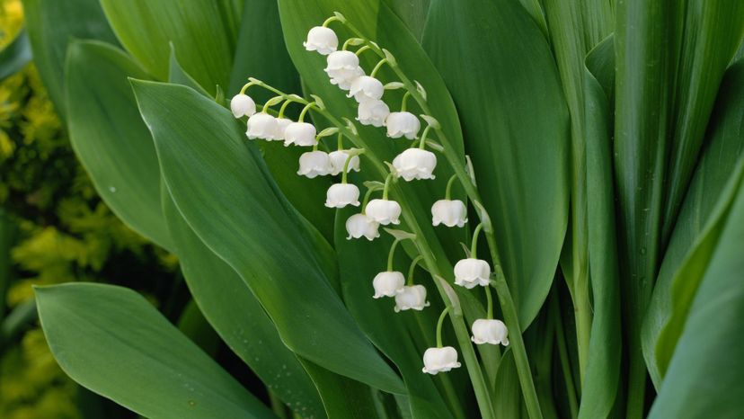 20 Lily of the valley GettyImages-AA045213