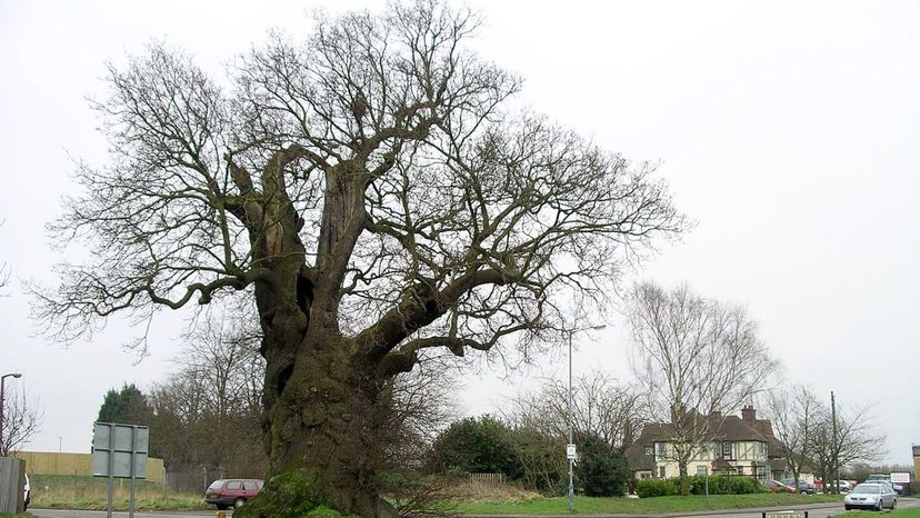 Oak Tree