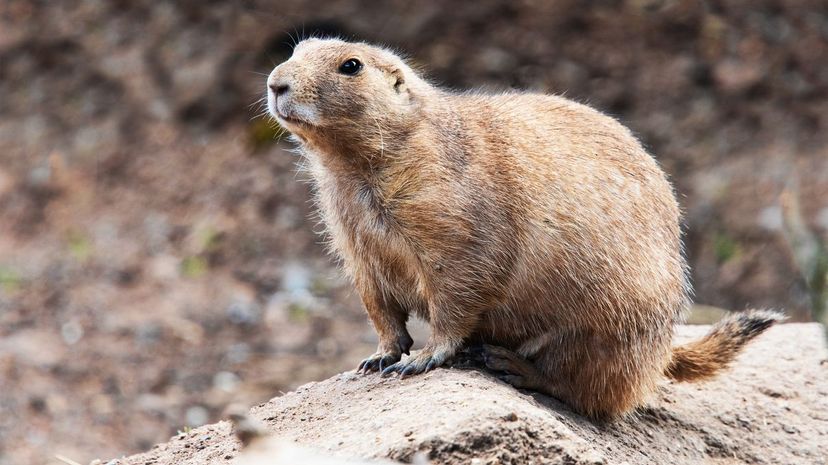 Prairie dog