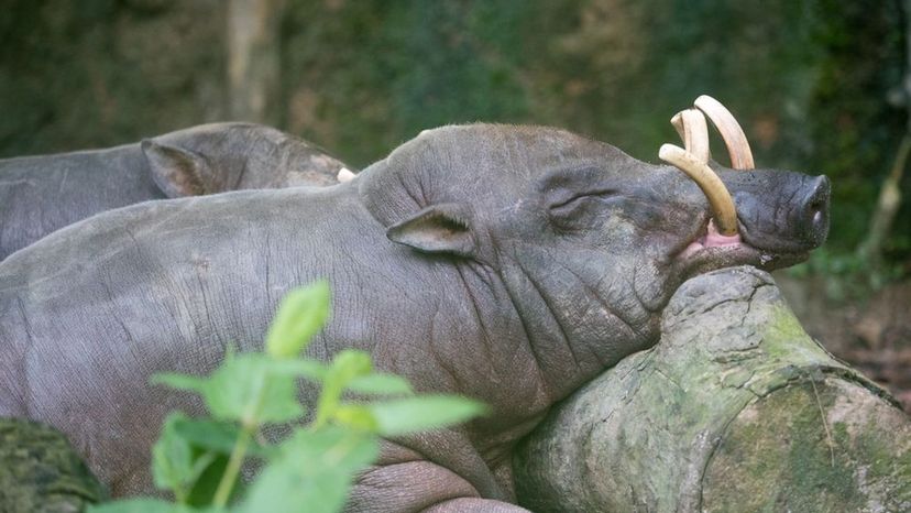 Babirusa