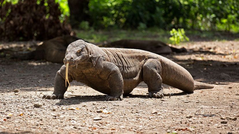 Komodo Dragon