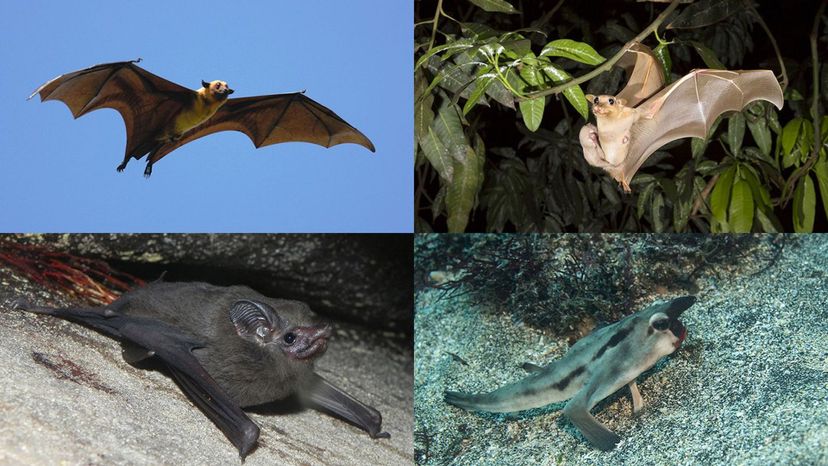 flying foxes. microbat, mega bat, red-lipped batfish