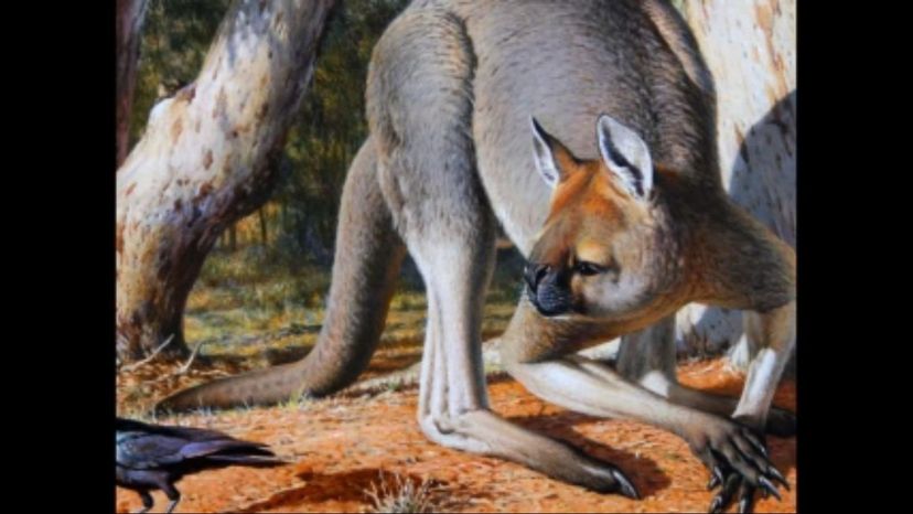 The Giant Short-faced Kangaroo