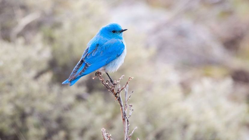 Mountain Bluebird