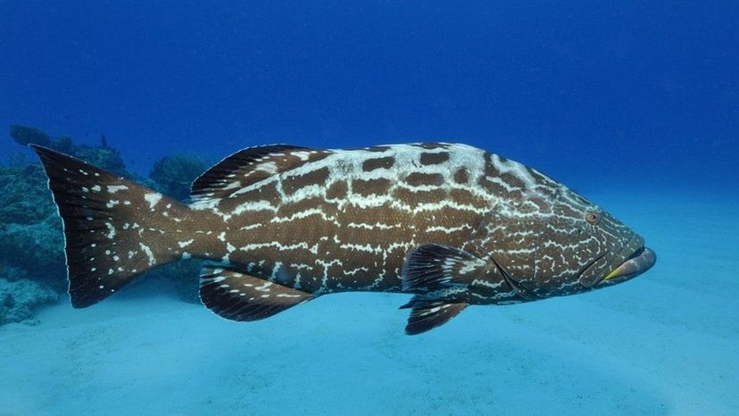 Black Grouper