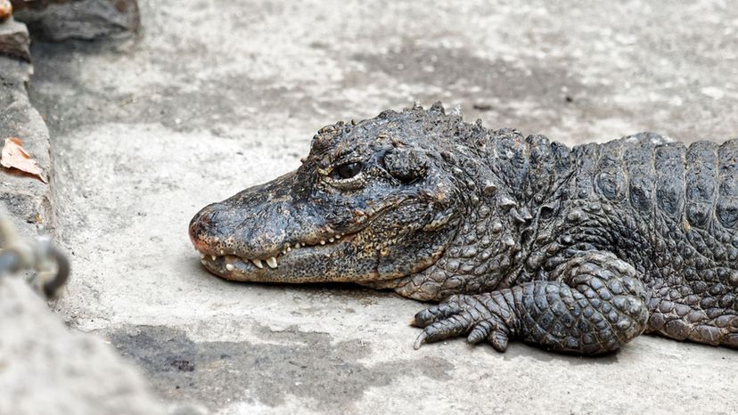 Chinese Alligator