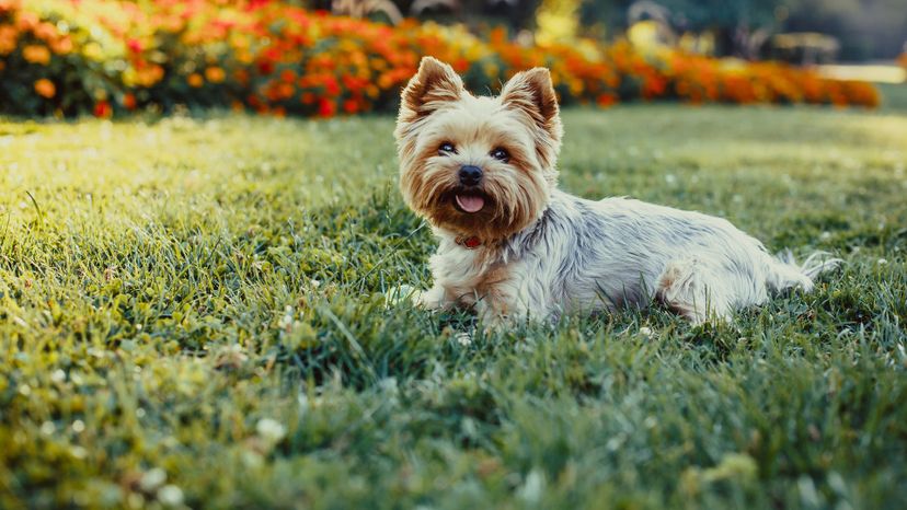 Yorkshire Terrier