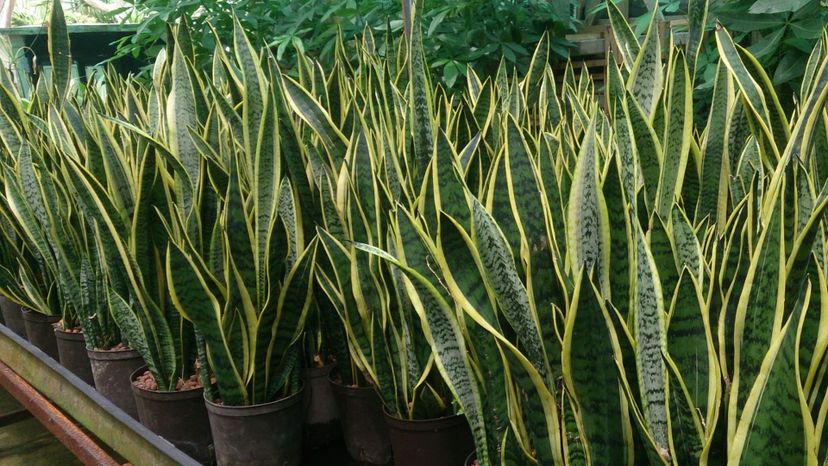 SNAKE PLANT