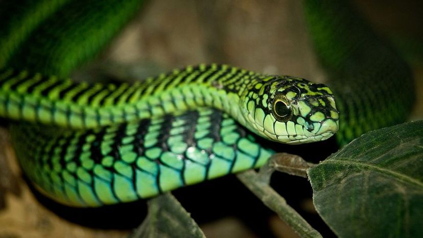 Green Boomslang