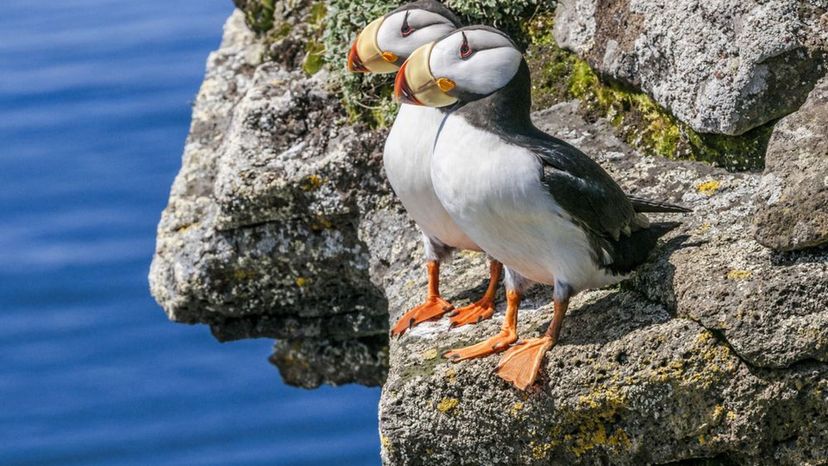 Horned Puffin