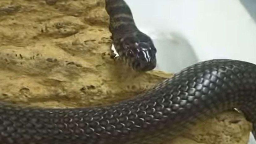 Este quiz de identificação de cobras venenosas é realmente difícil