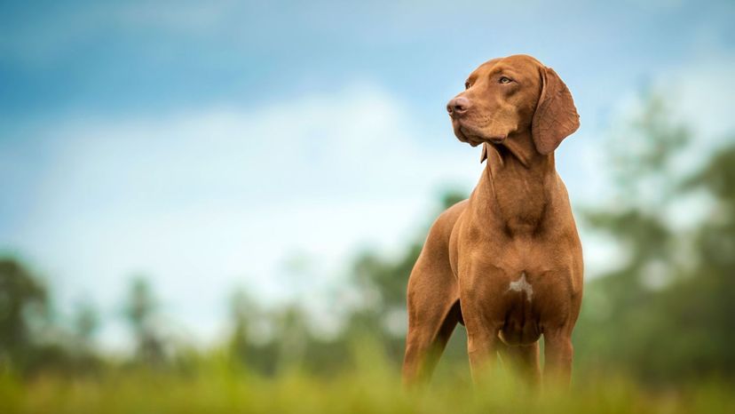 How Well Do You Know These Lesser-Known Dog Breeds?