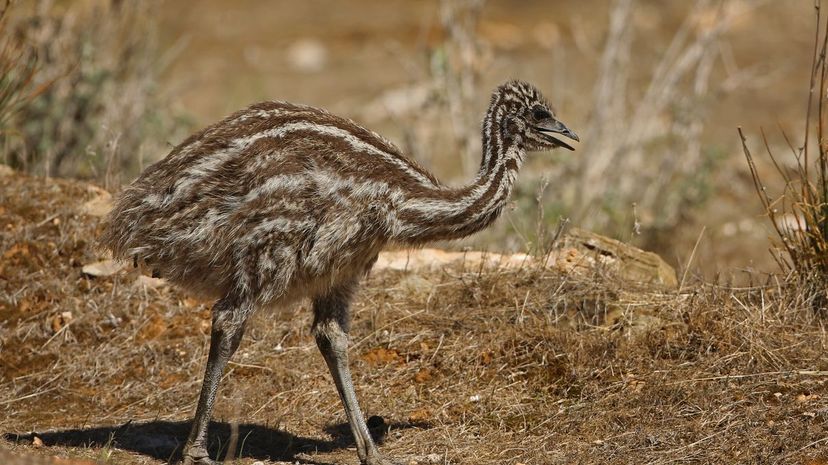 Emu