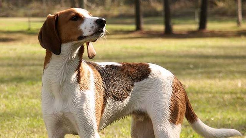 Black and Tan Coonhound