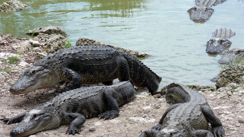 Congregation of alligators