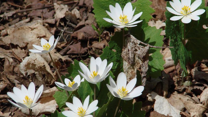 bloodroot