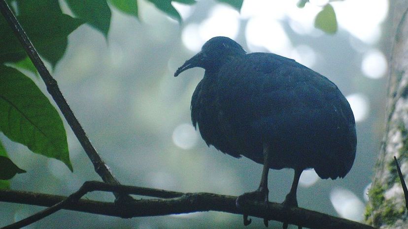 Dwarf Ibis