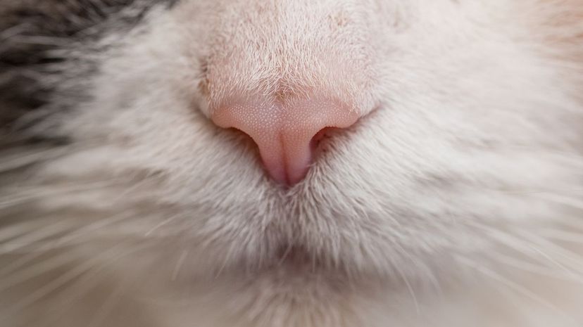 Cat nose