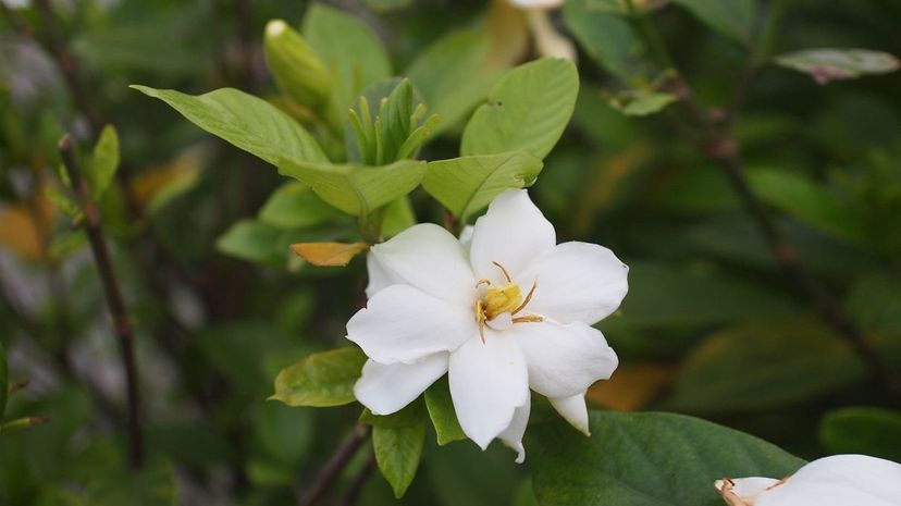 Gardenia