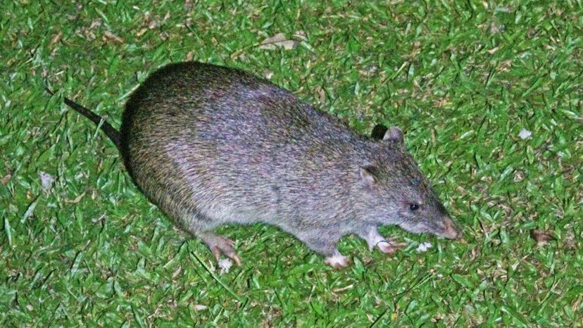 Bandicoot