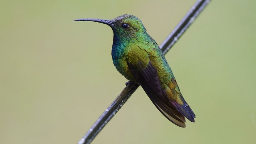 Green-breasted Mango