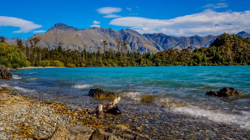 Can You Identify These New Zealand Fish Species?