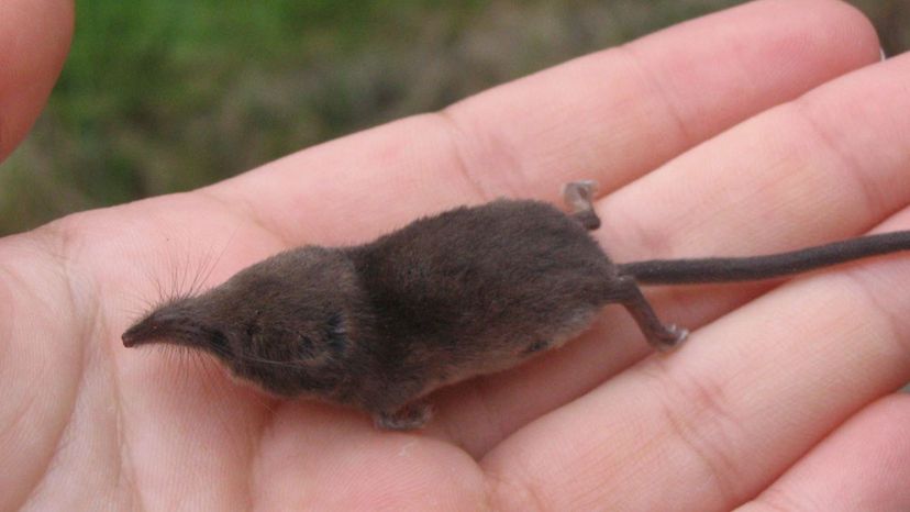 Etruscan Shrew