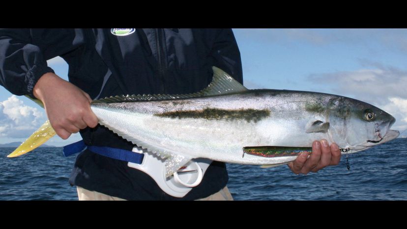 Yellowtail Kingfish