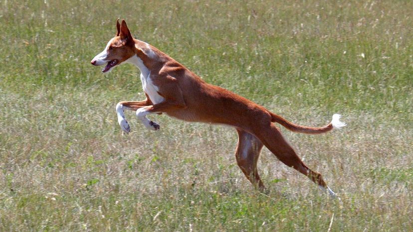 Ibizan Hound