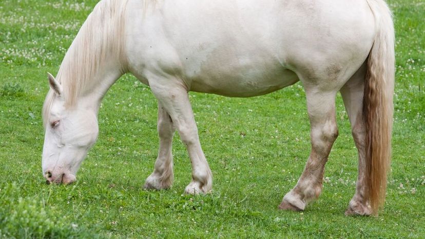 American Cream Draft Horse