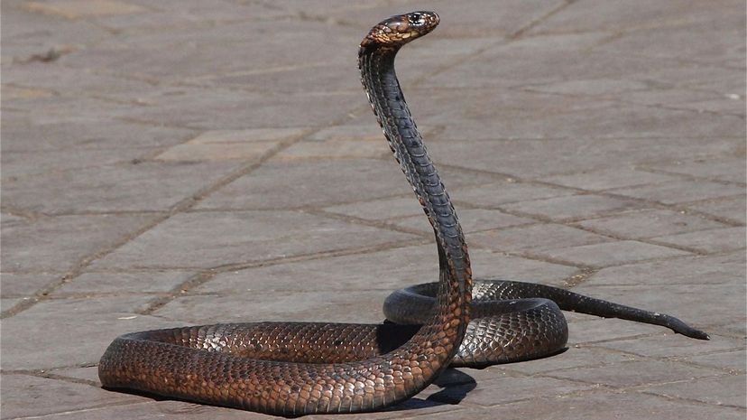 Egyptian Cobra