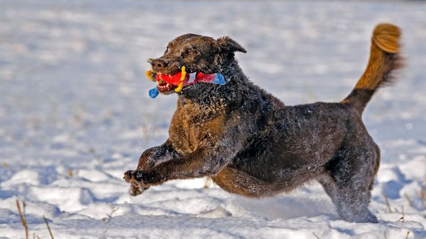 Chesapeake Bay Retriever