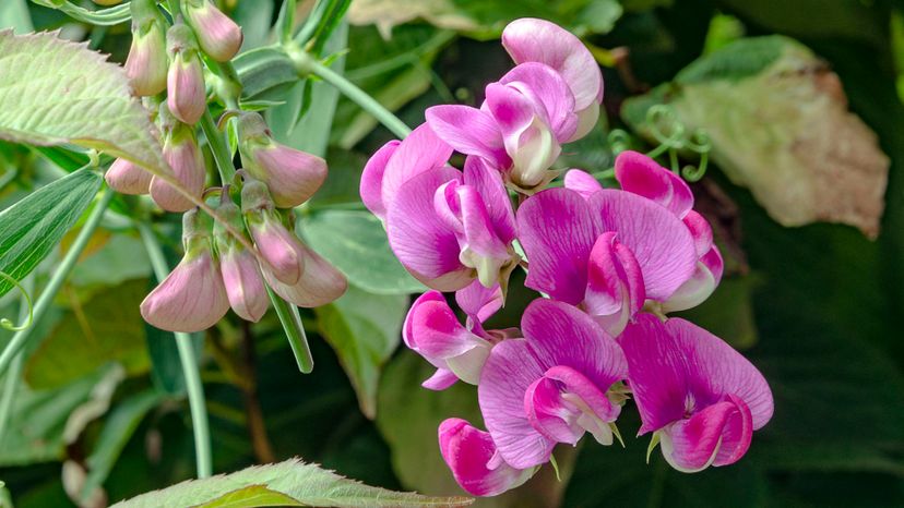 10 Sweet Pea GettyImages-1049803406