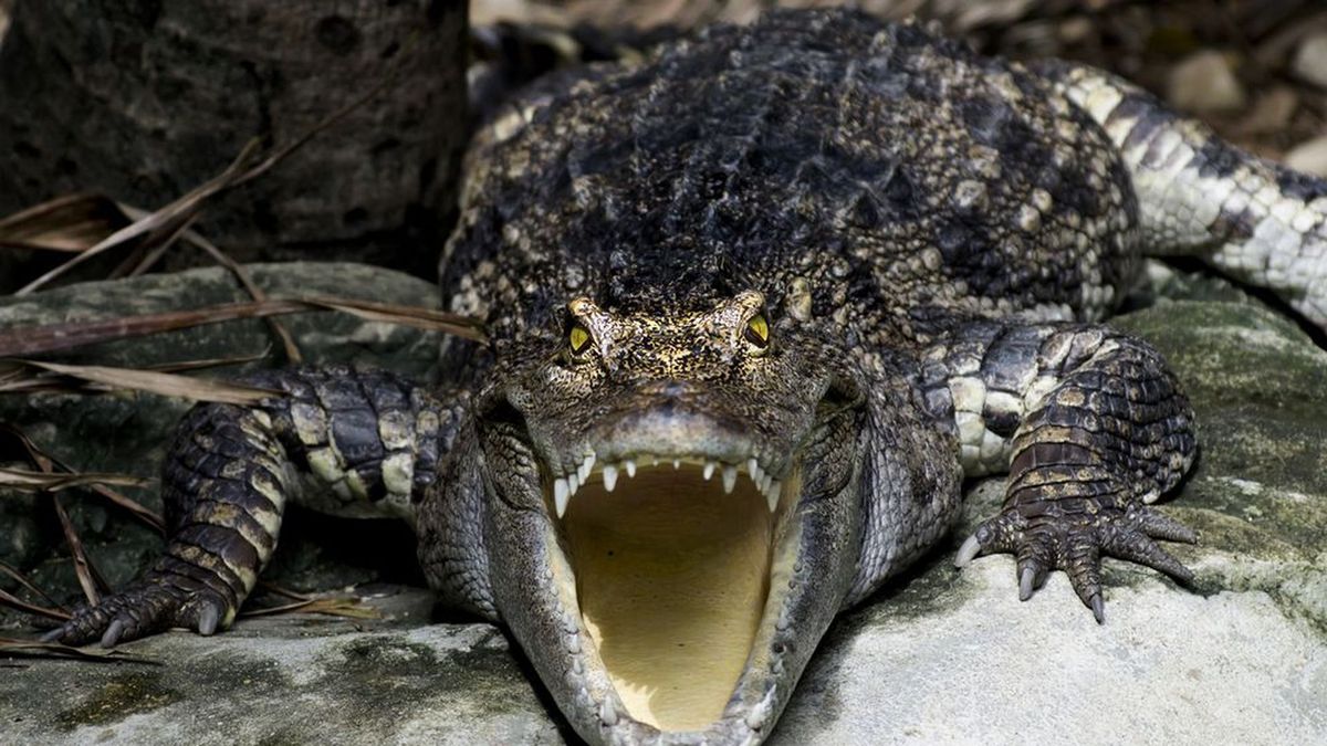 Do You Know What All of These Animals Are Called In French? Zoo