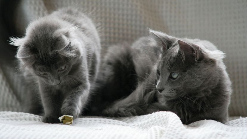 Nebelung