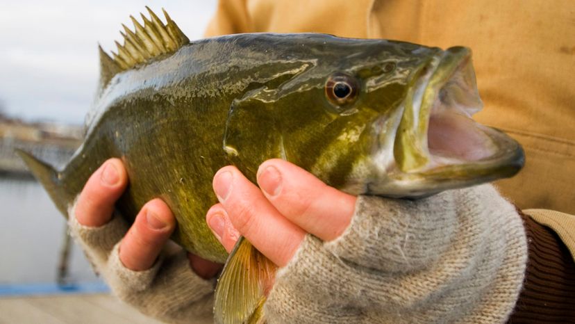 Smallmouth bass